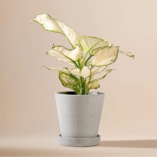 白如意皇后花盆栽室内桌面好养活净化空气高贵优雅白象白公主绿植