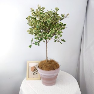 三角榕心叶榕锦花叶橡皮树花金刚琴叶榕爱心榕室内观叶植物盆栽