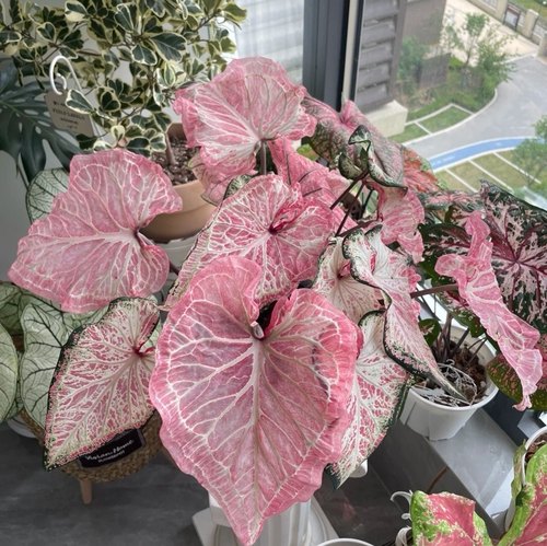 娇羞新娘圣诞彩叶芋胡椒薄荷沙漠落日米兰海王美人观叶盆栽绿植