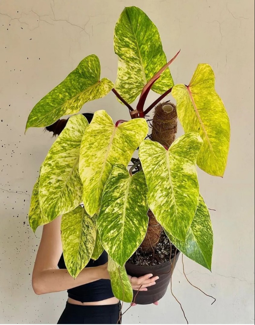 油画女郎蔓绿绒室内好养观叶