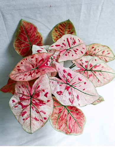 草莓之心彩叶芋|白色恋人粉云自然魔法室内进口网红植物盆栽热植