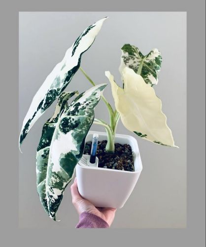 绿天鹅绒锦海芋白锦天鹅绒锦化绿植盆栽室内观叶净化空气