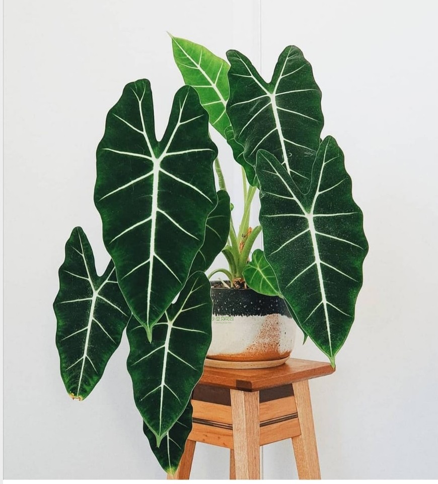 天鹅绒海芋进口净化空气带盆栽好