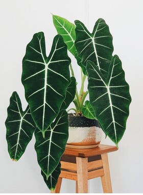 绿天鹅海芋天鹅绒竹芋稀有锦化进口室内阳台庭院热植入门绿植盆栽