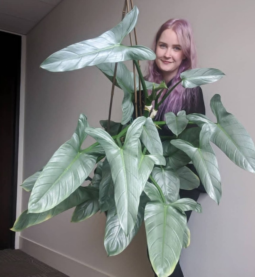 银叶蔓绿绒哈斯塔姆银剑蔓绿绒