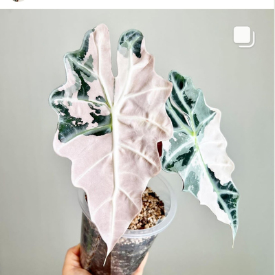 植物海芋锦化白锦植物阳台新奇
