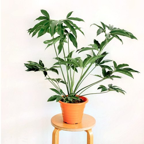 印第安羽毛蔓绿绒水培绿植室内盆栽客厅阳台好养易活四季常青植物