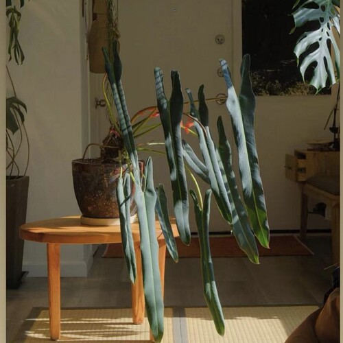 大圣灵蔓绿绒philodendron spiritus sancti爬藤植物长叶剑叶