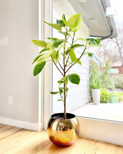 黄金榕橡皮树富贵榕花叶橡皮树