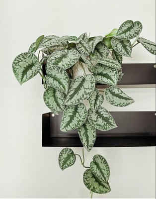 植物盆栽室内大叶银斑葛带盆栽好