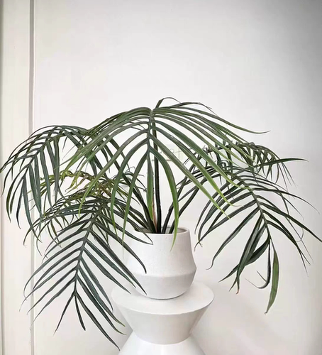 鱼骨蔓绿绒板植北欧风室内耐阴南美网红观叶绿植四季常青小盆栽苗