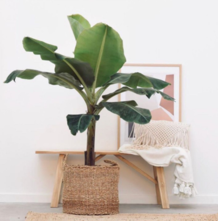 禁止蕉绿超矮卡文迪什香蕉