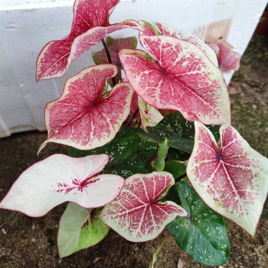 新品种彩叶芋竹芋欧美ins风海芋观叶植物室内盆栽五彩芋绿植庭院