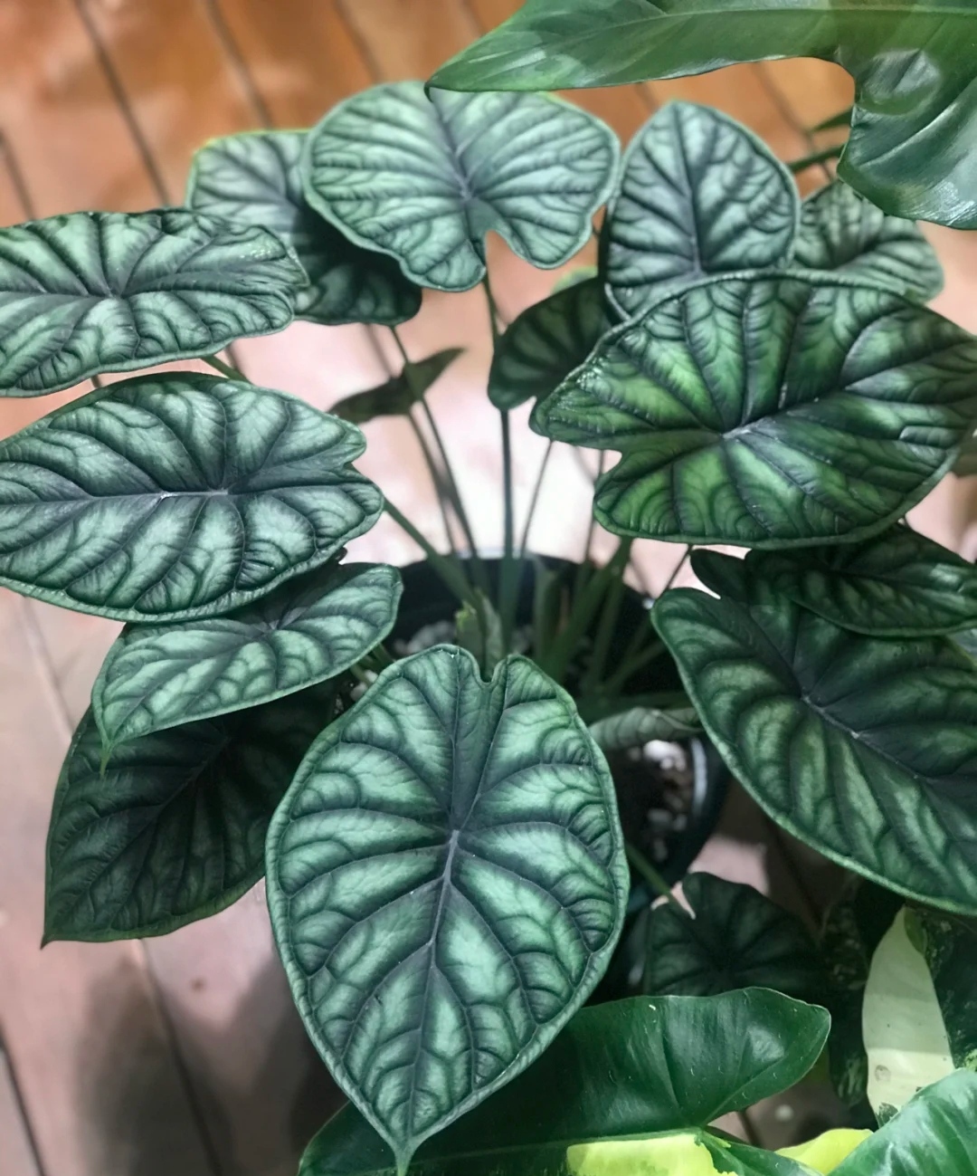 龙鳞海芋进口稀有北欧室内观叶植物热带绿植盆栽窗台书桌阳台好养