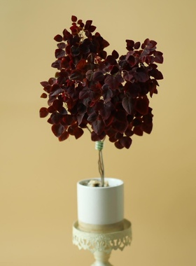 树状火蕨酢浆草室内花卉盆栽阳台耐旱高级小植物开黄花三四叶草幸