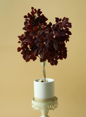 树状火蕨酢浆草室内花卉盆栽阳台耐旱高级小植物开黄花三四叶草幸