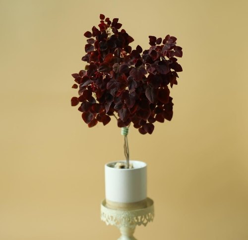 树状火蕨酢浆草室内花卉盆栽阳台耐旱高级小植物开黄花三四叶草幸