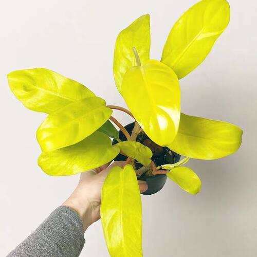 蔓绿绒金锄蔓绿绒耐阴盆栽