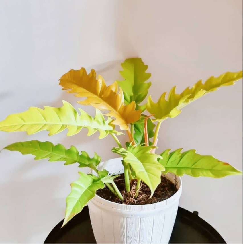 黄金火之戒蔓绿绒Philodendron Golden Crocodile盆栽绿植ins热植