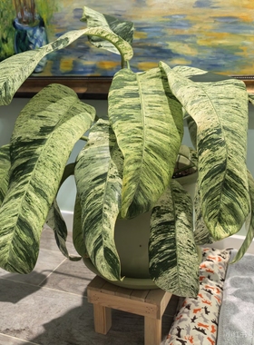 羽毛锦蔓绿绒 硬叶羽毛蔓绿绒Epipremnum giganteum variegated