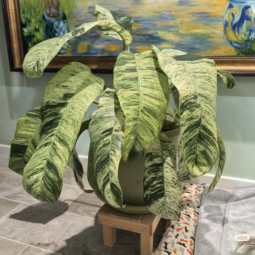 羽毛锦蔓绿绒 硬叶羽毛蔓绿绒Epipremnum giganteum variegated
