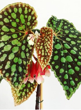 秋刀鱼秋海棠begonia amphioxus ins风网红绿植室内盆栽植物