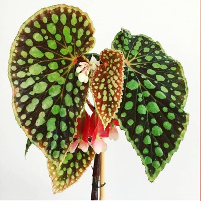 秋海棠室内秋刀鱼秋海棠