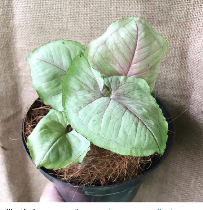 稀有品种合果芋 芒果慕斯mango allusion成株 牛奶纸屑合果芋