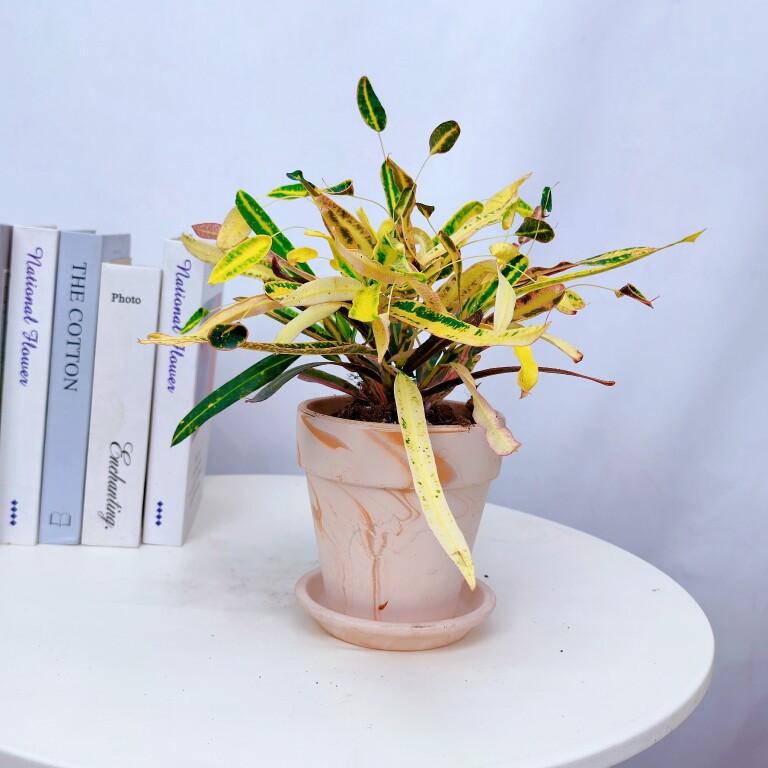 植物枫斗变叶木蜂腰变叶木锦化图片