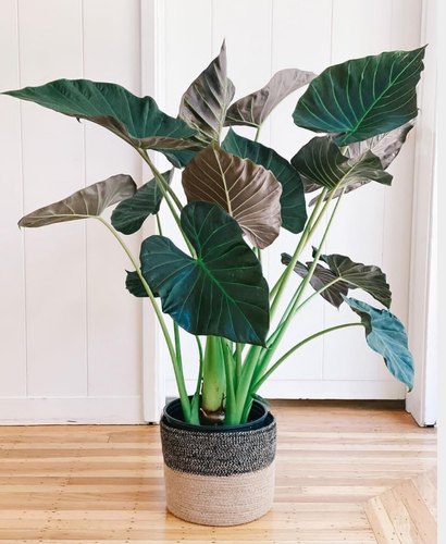 帝王盾海芋竹芋Alocasia 'Regal Shields 北欧风室内大型观叶热植
