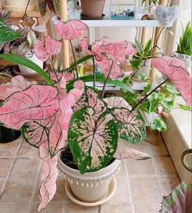 彩叶芋粉色飞溅海王安妮巴黎舞鞋 白色恋甜心幻想曲马菲特植物盆栽