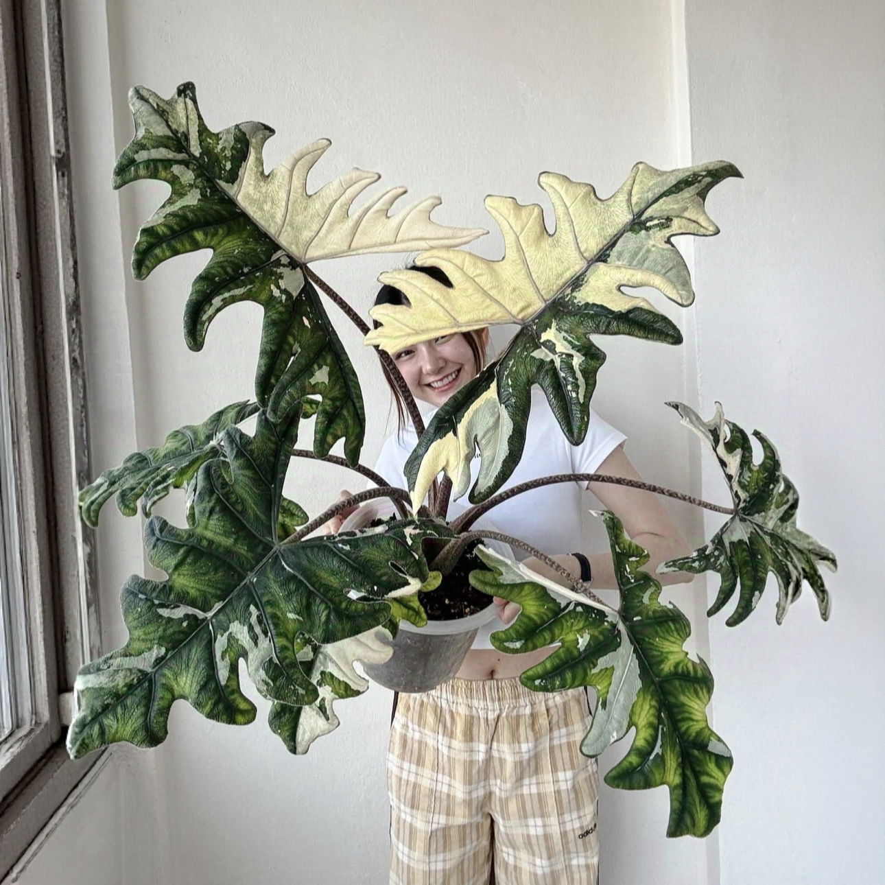 黄锦杰克琳锦海芋化海芋室内观叶绿植好养活耐阴四季常青大叶盆栽