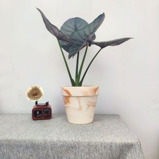 银皇后海芋赤道翡翠硬叶好养高级银灰色伊莱恩女王萨利安阳台盆栽