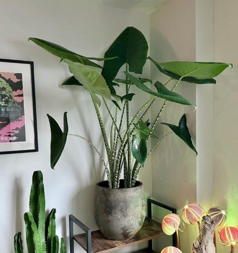 绿植海芋虎斑网红ins荷兰进口