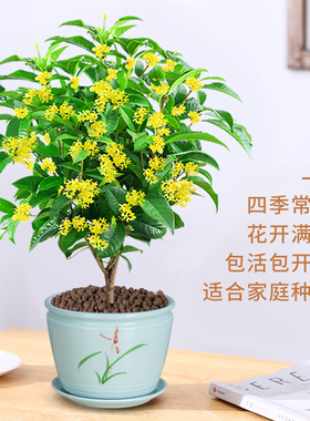 桂花树苗盆栽室内四季开花