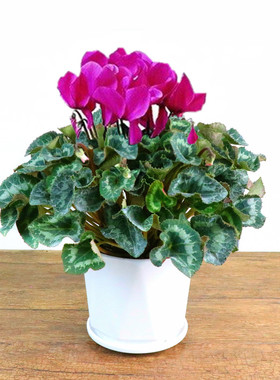 娇娇绿植盆栽好净化空气田园室内