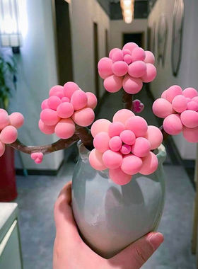 多肉植物室内室外好田园净化空气