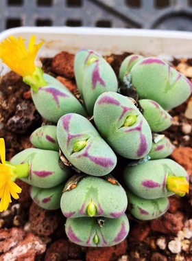 口笛番杏科群生多头萌肉肉