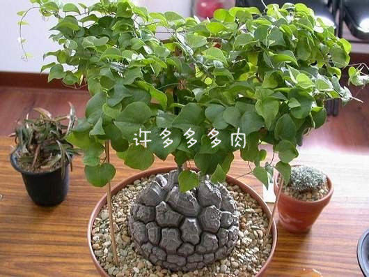 南非龟甲龙 一物一拍墨西哥龟甲龙七年生弹簧草 球块根多多肉植物