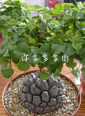 多肉植物室内阳台精华空气田园好