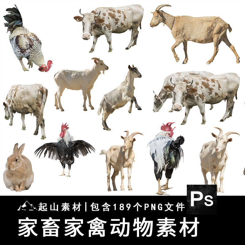 家畜家禽羊鸡兔公鸡母鸡山羊牛牲畜农场装饰后期合成PNG免抠素材