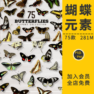 唯美手绘彩色蝴蝶飞舞真实昆虫影楼后期合成特效PNG免抠PS元素材