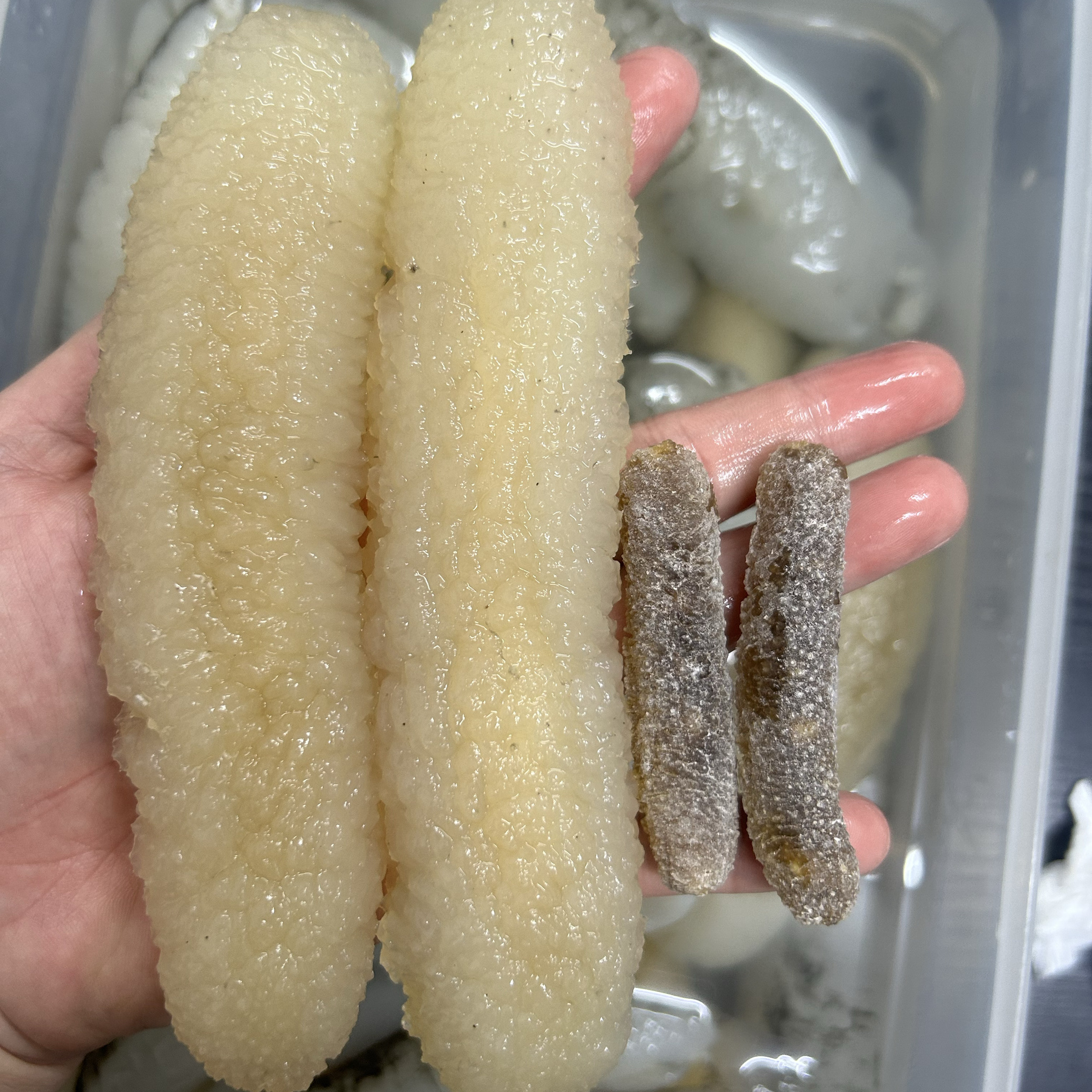金沙参海参干货海产特产滋补
