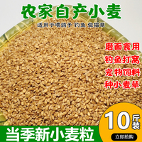 小麦粒带皮鸡鸭鸟粮鸽子饲料小麦草种子食用麦芽糖小麦种子10斤