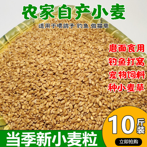 当季新小麦粒麦种鸟粮饲料10斤