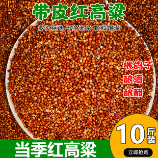 新鲜带皮红高粱当季脱皮红高梁酿酒高粱喂鸽子饲料鸽粮高粱10斤装