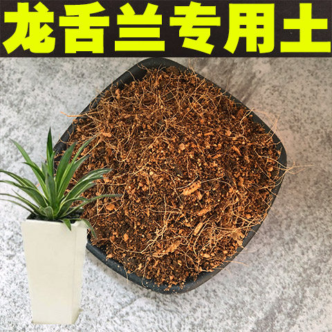龙舌兰养殖价格 龙舌兰养殖图片 星期三