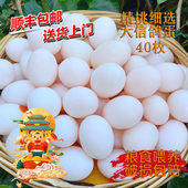 送礼孕妇宝宝辅食白鸽信鸽蛋新鲜 包邮 散养大 信鸽蛋40枚顺丰