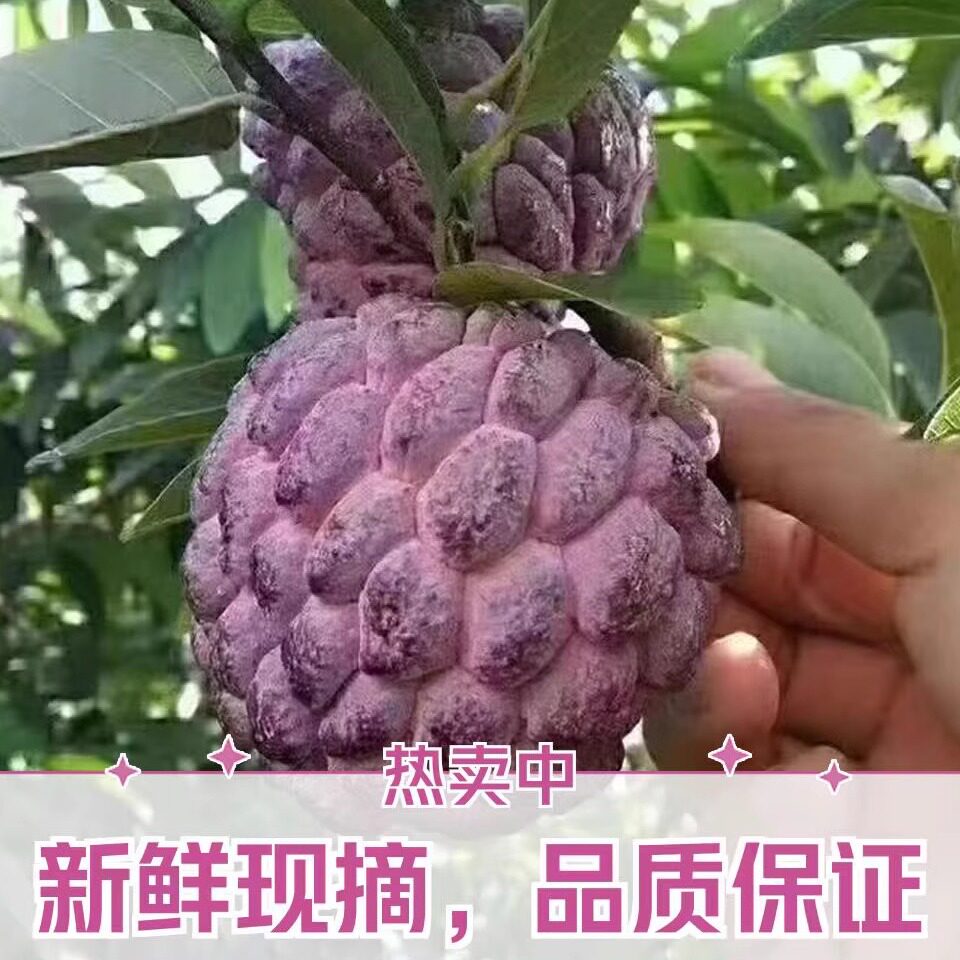 孕妇水果玫瑰释迦果释迦果香甜