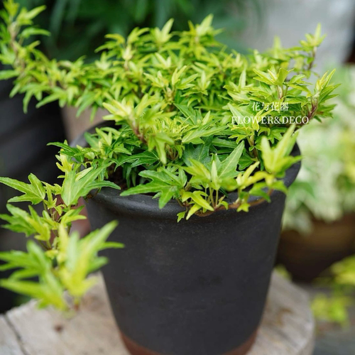 花与花器 月小孩常春藤 极小叶品种雪莹白雪姬月光灯绿植盆栽好养